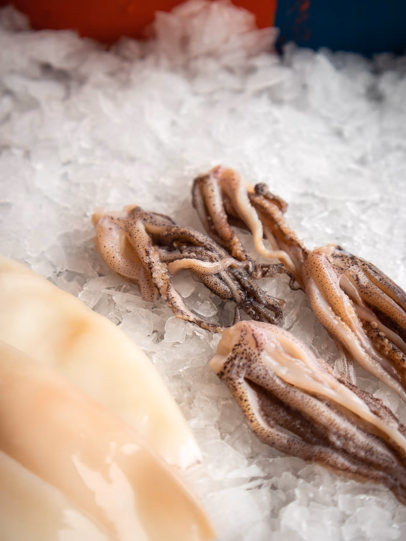 Squid tentacles on crushed ice