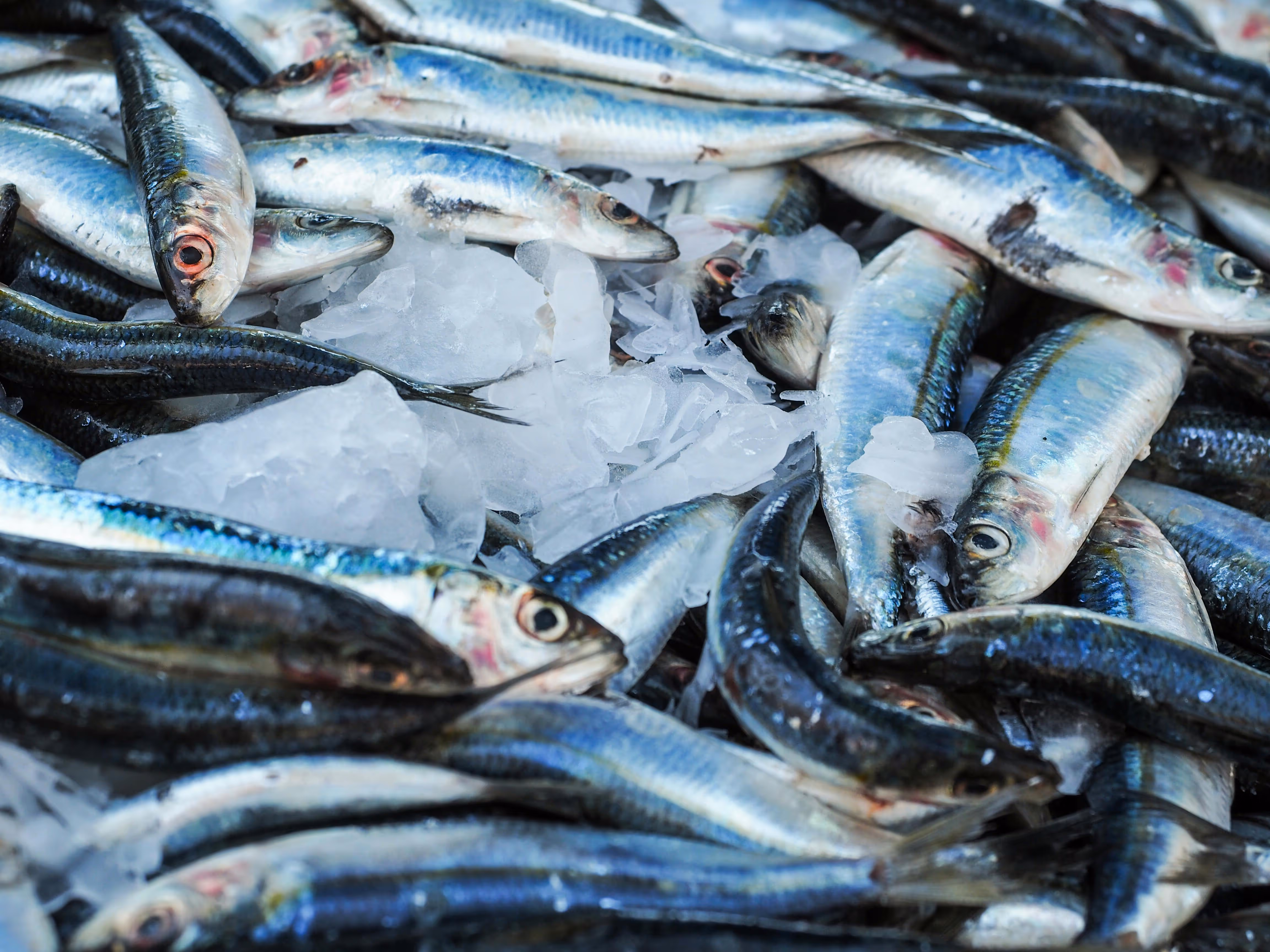 Sardines on ice