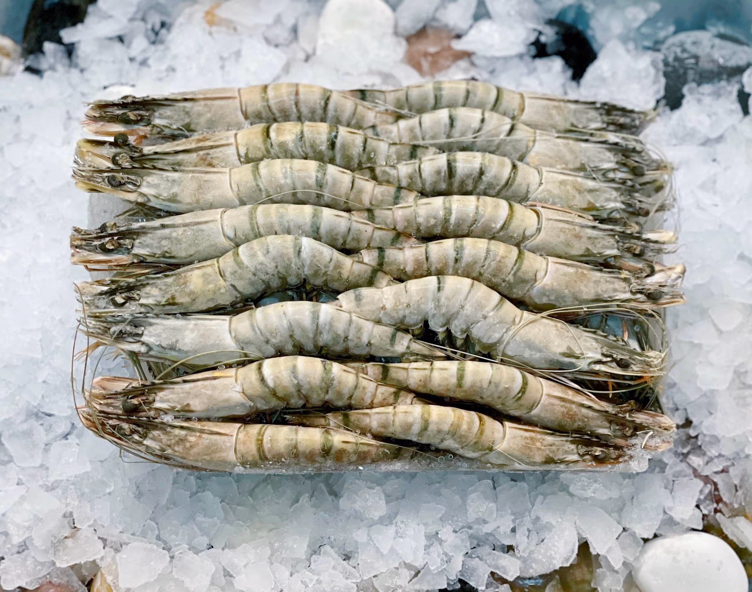 Raw prawns lined up on crushed ice