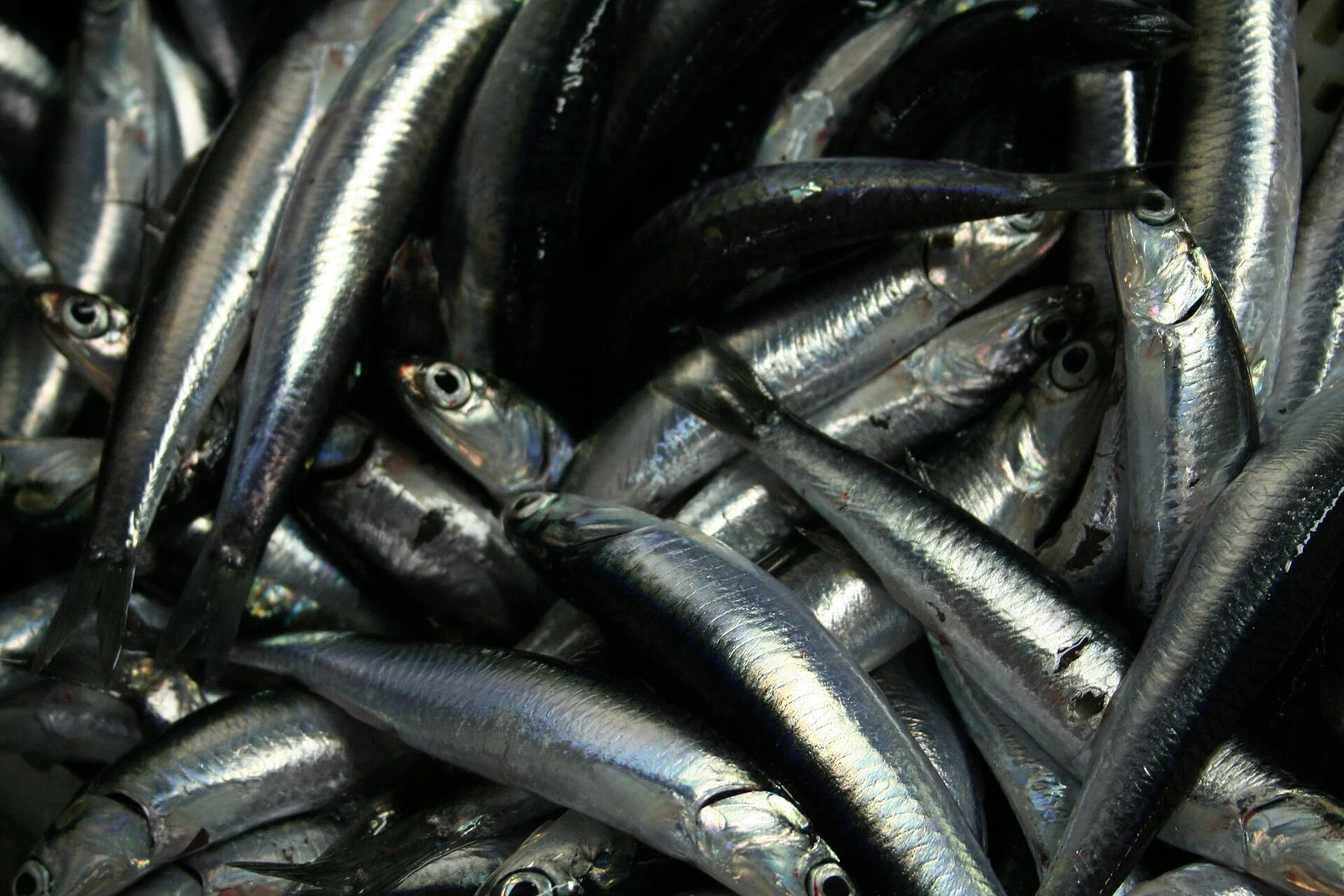 Whole anchovies, species reference photograph