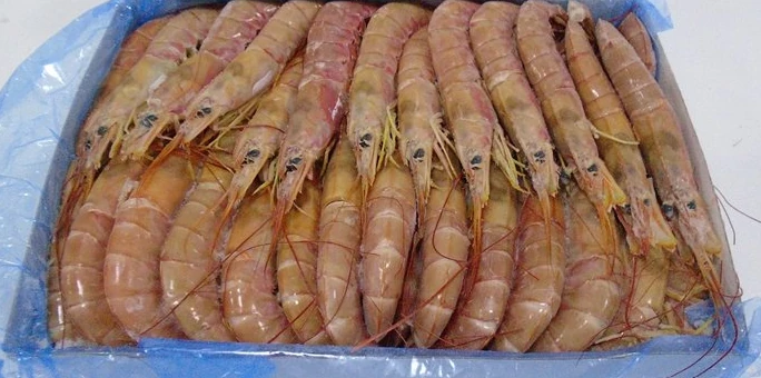 Whole Argentine red shrimp in a lined carton, supplied by FrozenFish