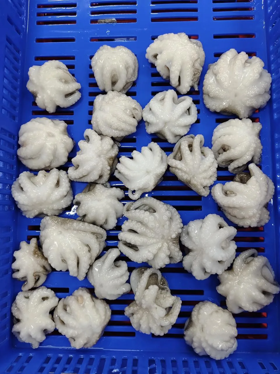 Baby octopus from the FrozenFish product archive