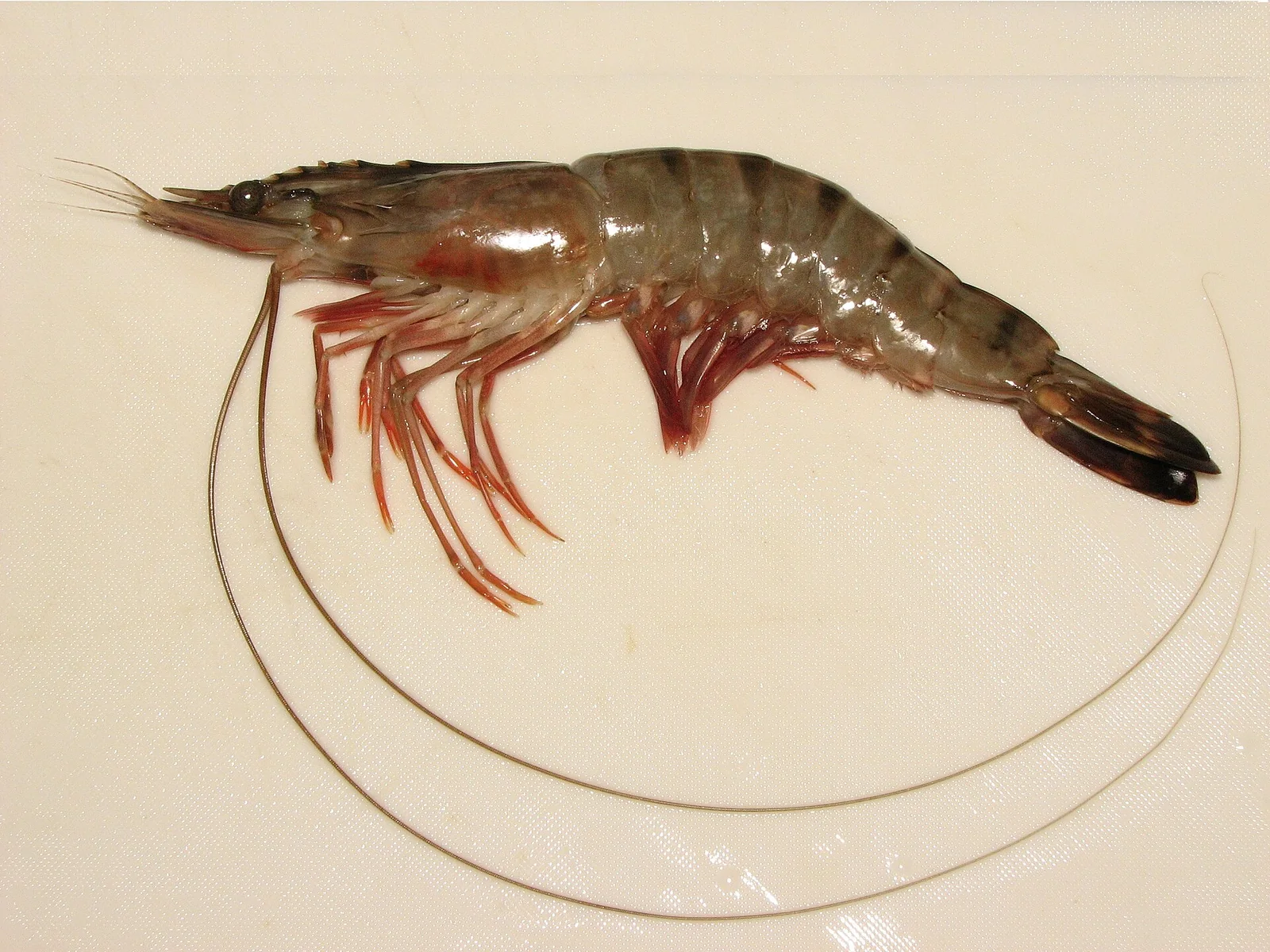 Black tiger prawns, species reference photograph