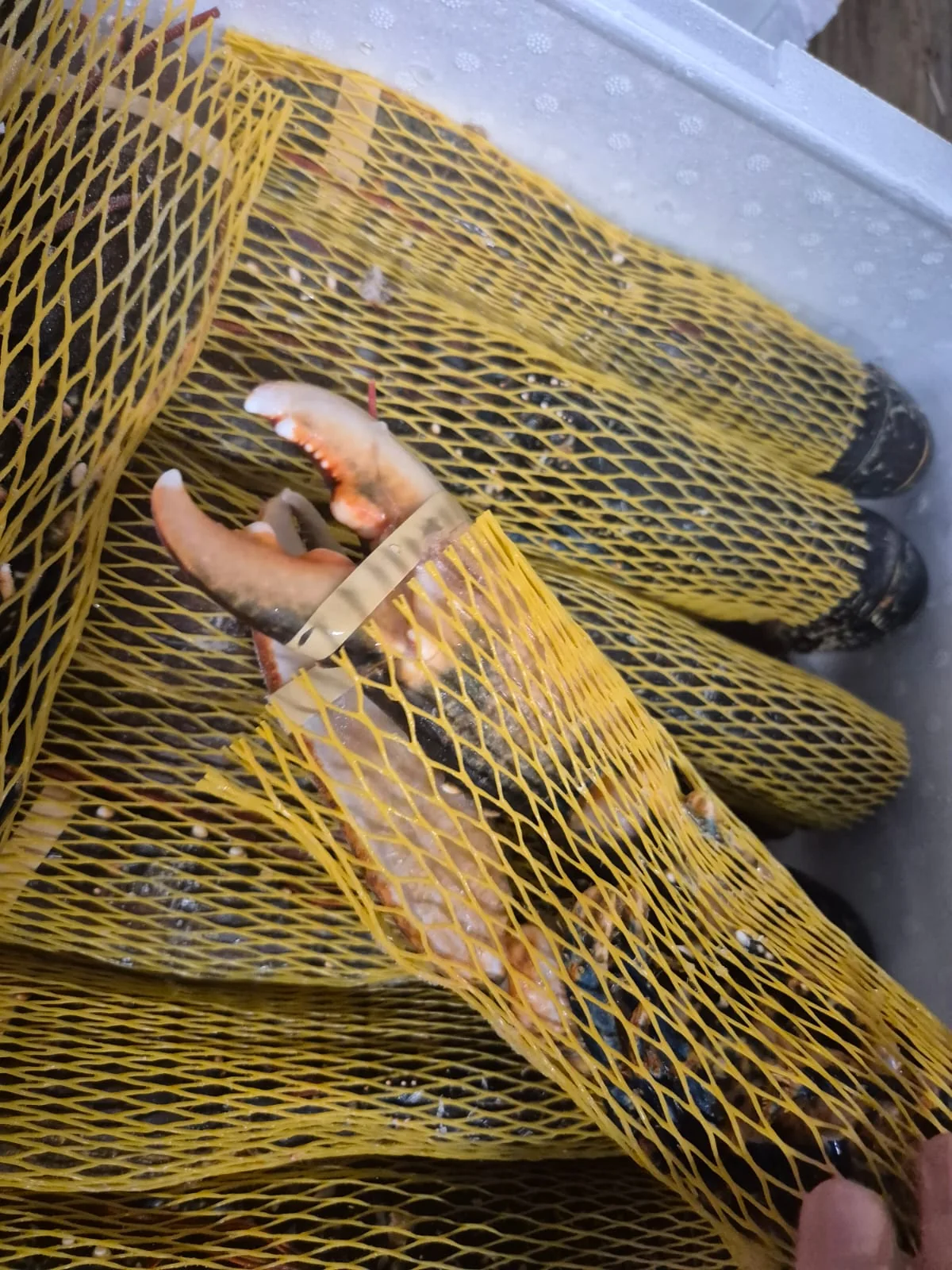 Blue lobster, from the FrozenFish product archive