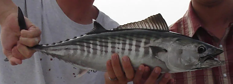 Bonito, species reference photograph