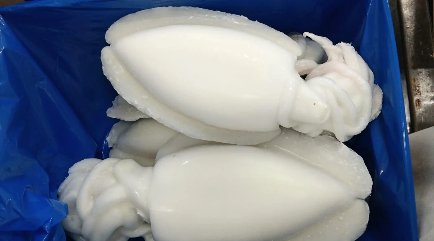 Cleaned cuttlefish — FrozenFish product archive