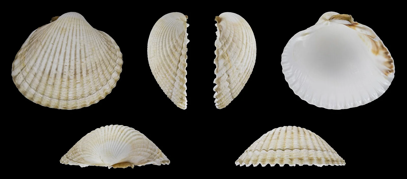 Cockles, species reference photograph
