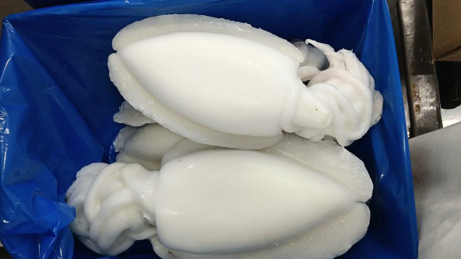 Cuttlefish, from the FrozenFish product archive
