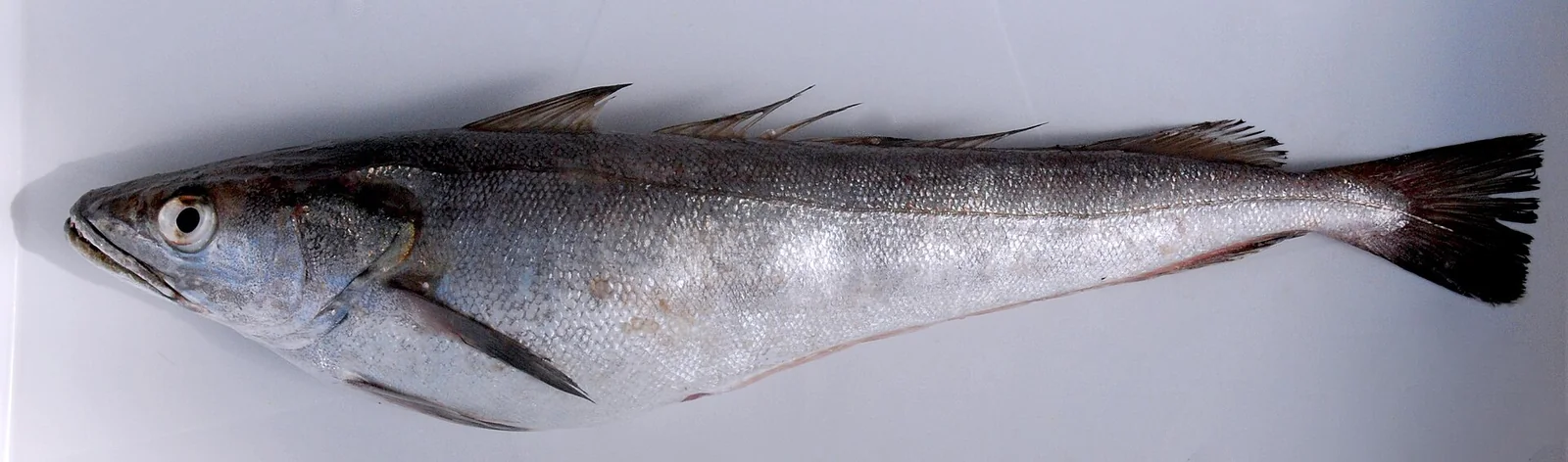 Hake, species reference photograph
