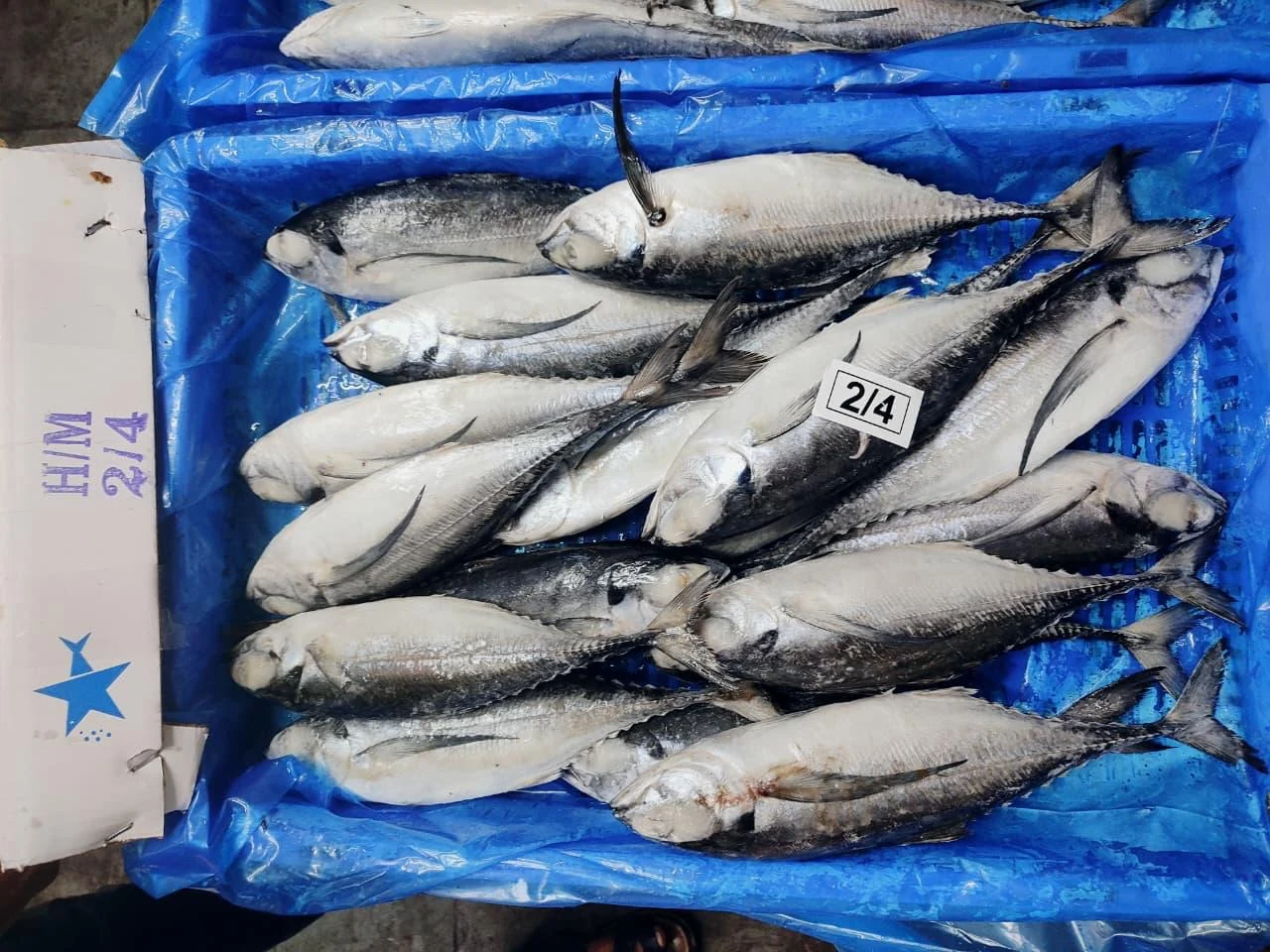 Whole horse mackerel in a supplier box, FrozenFish product archive