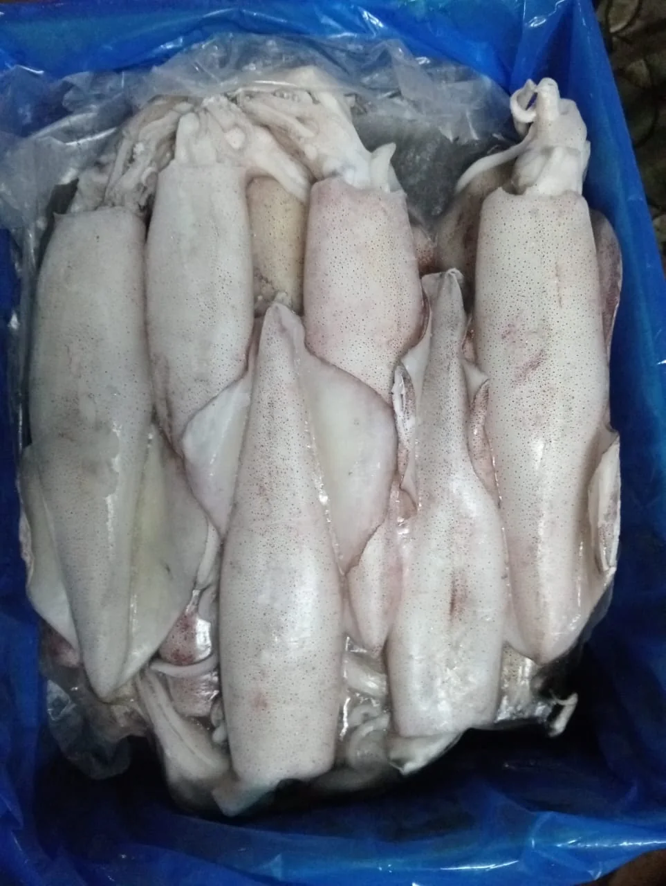 Indian squid, from the FrozenFish product archive