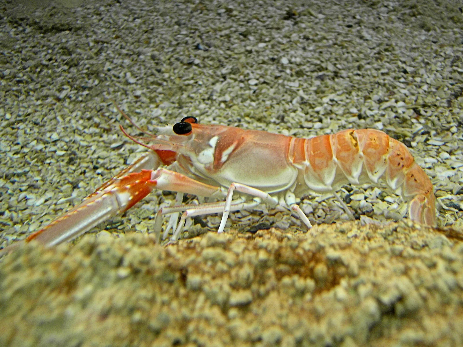 Langoustines, species reference photograph