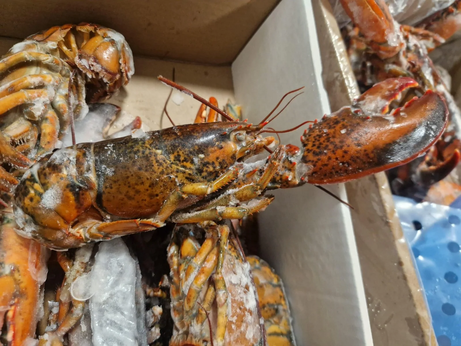 Lobster, from the FrozenFish product archive