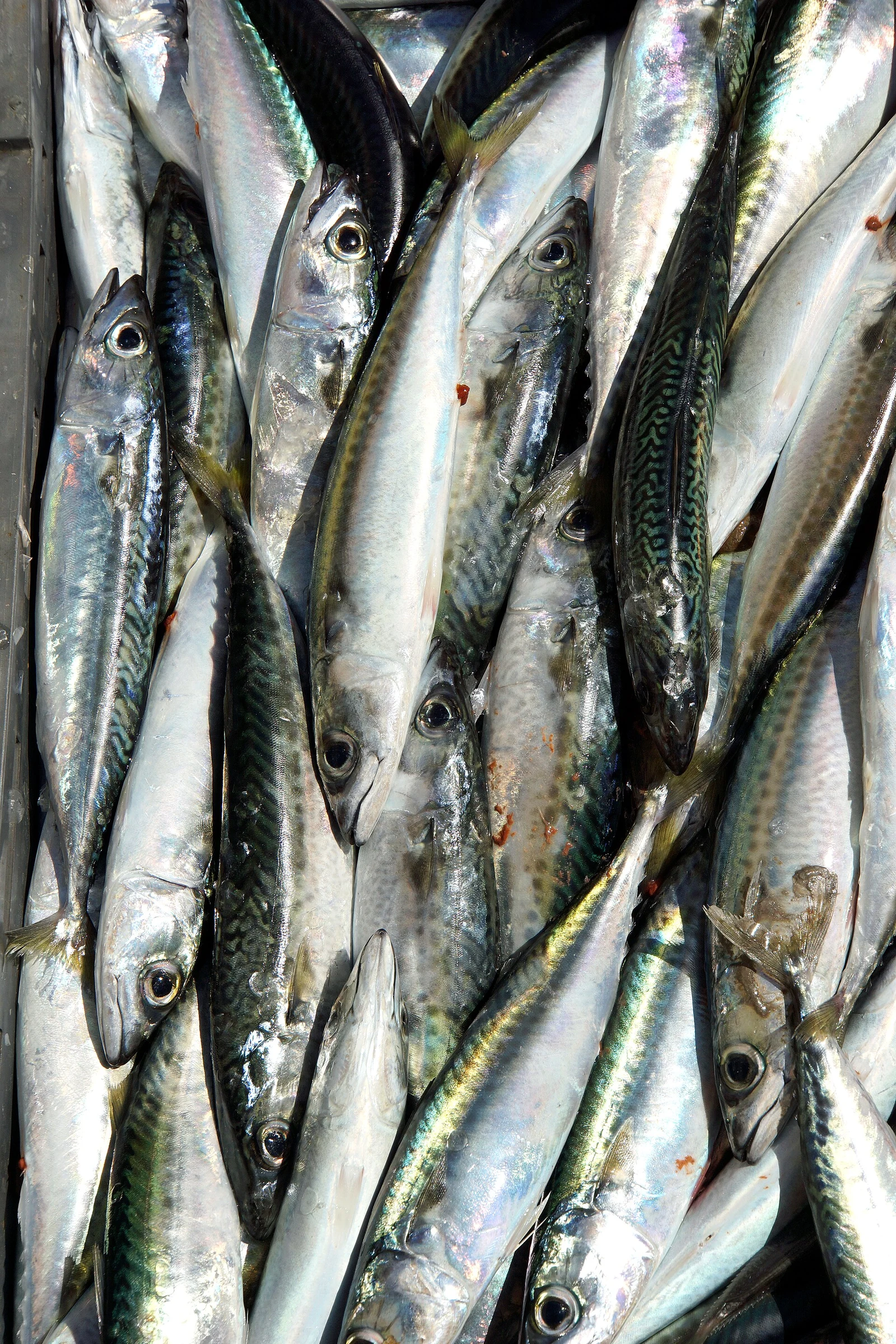 Whole mackerel on ice, species reference photograph
