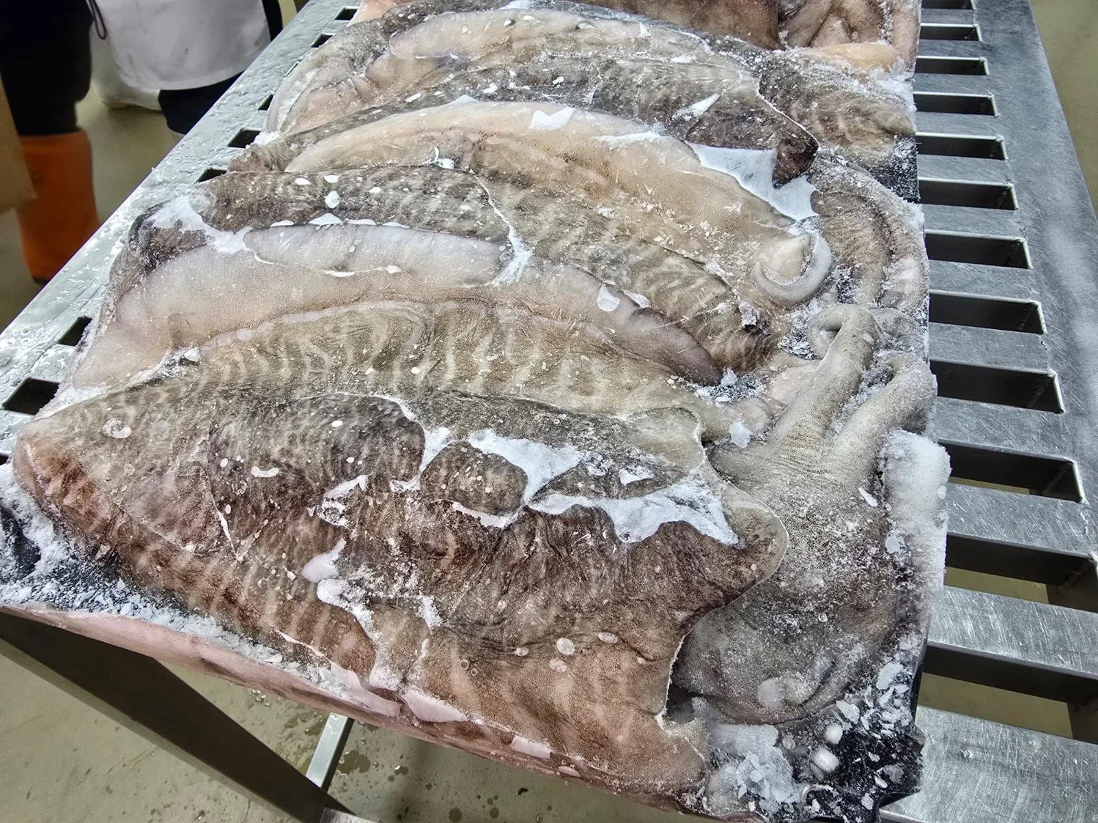 Tuna loins and cuttlefish in the Makassar product archive, June 2025.