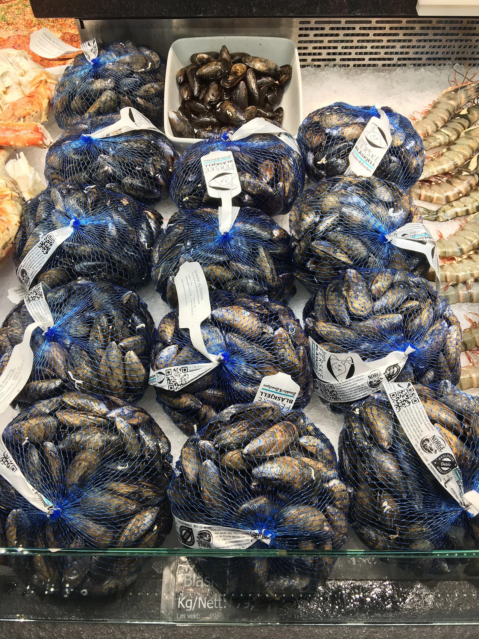Mussels, species reference photograph