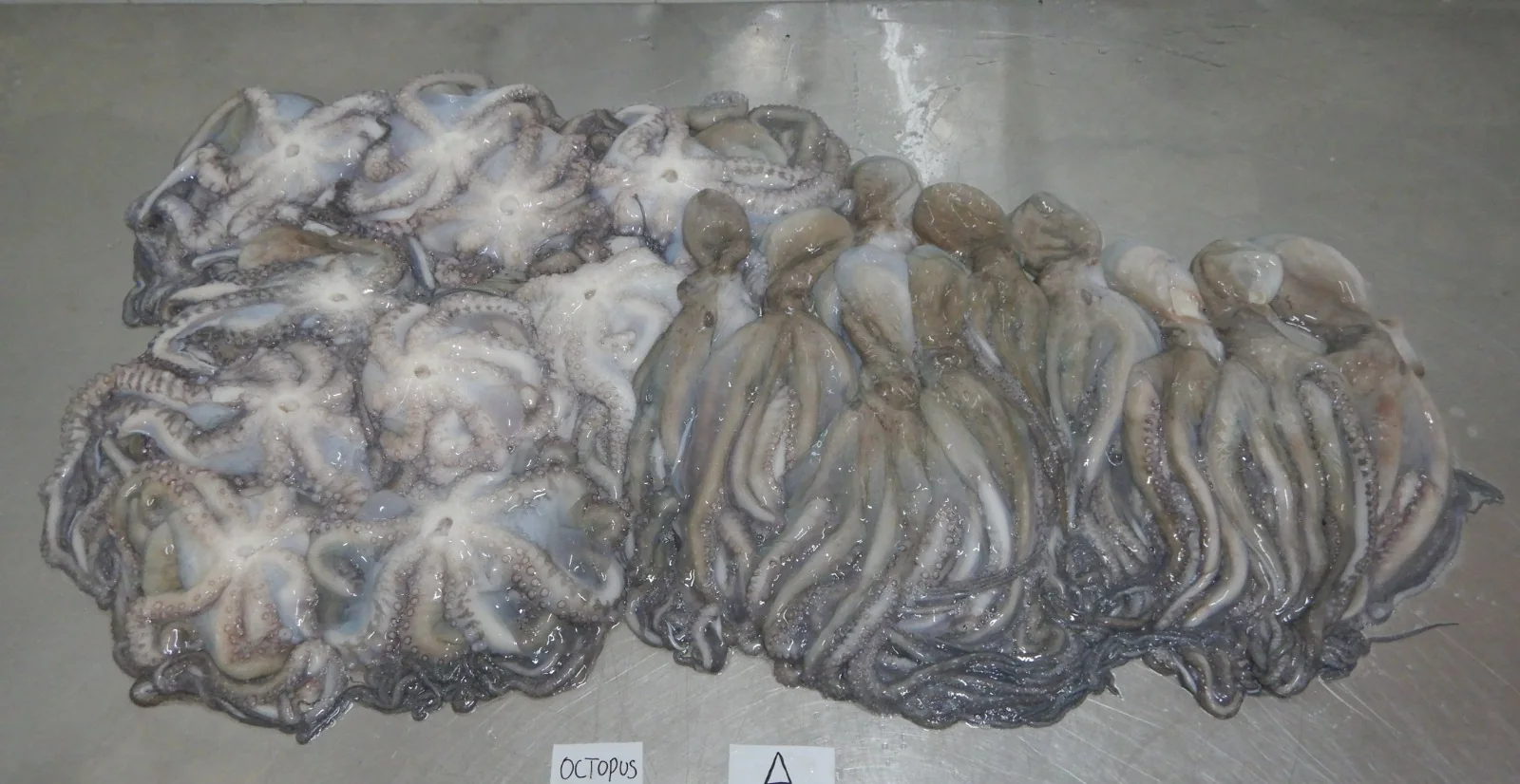 Octopus, from the FrozenFish product archive