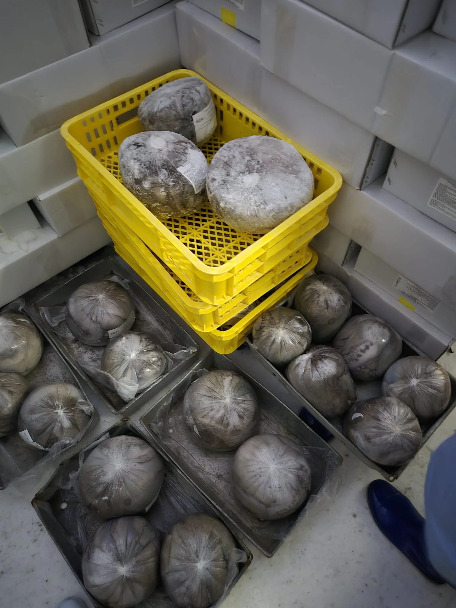 Ball-type octopus