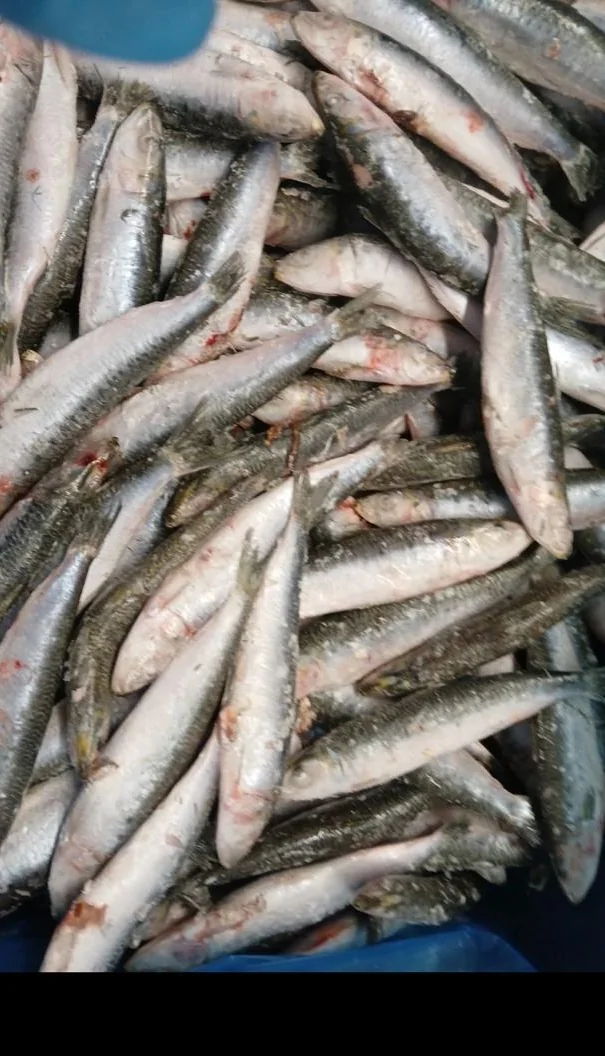 Sardines, from the FrozenFish product archive
