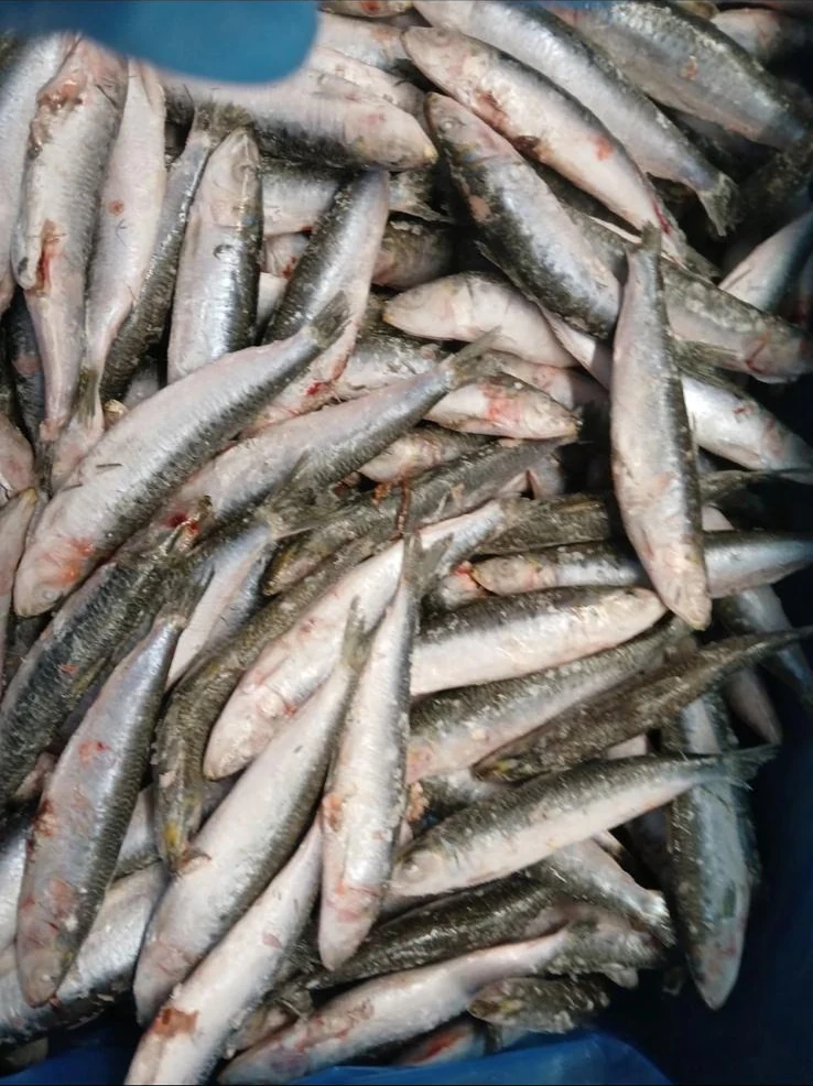 Frozen whole sardines from the FrozenFish supplier archive