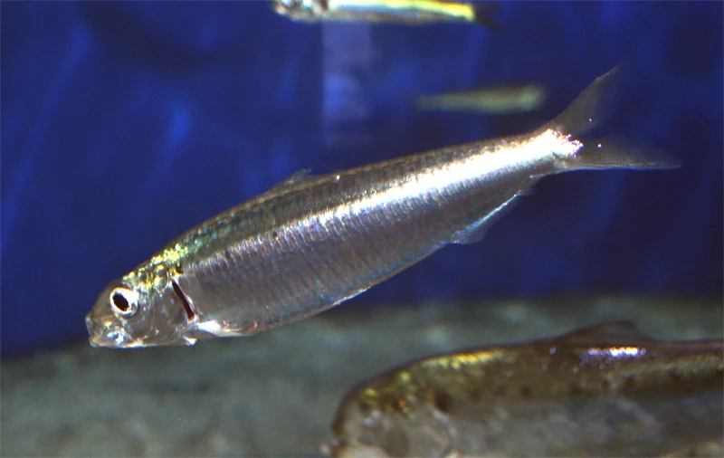 Sardines swimming, species reference photograph