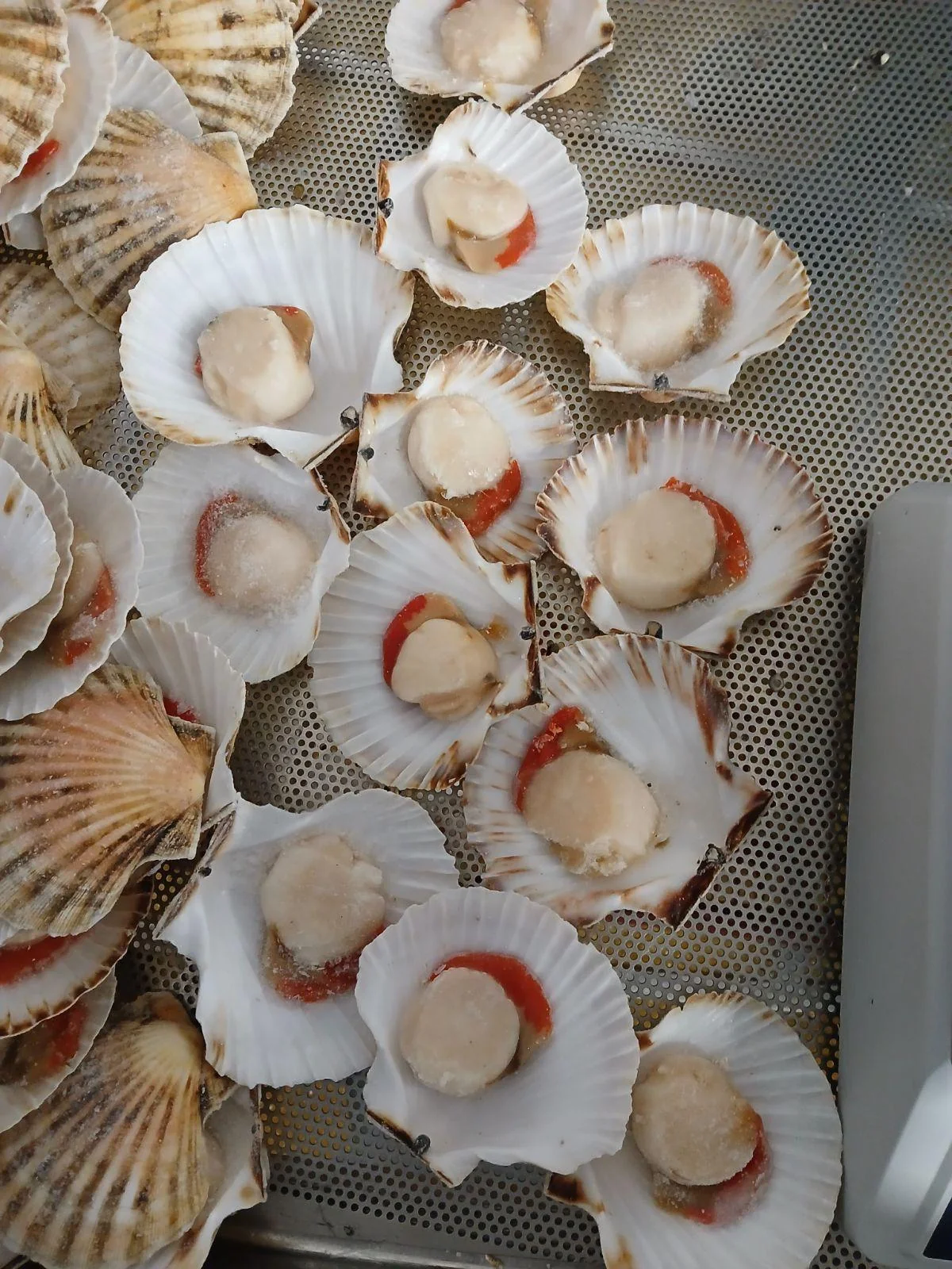 Scallops, from the FrozenFish product archive