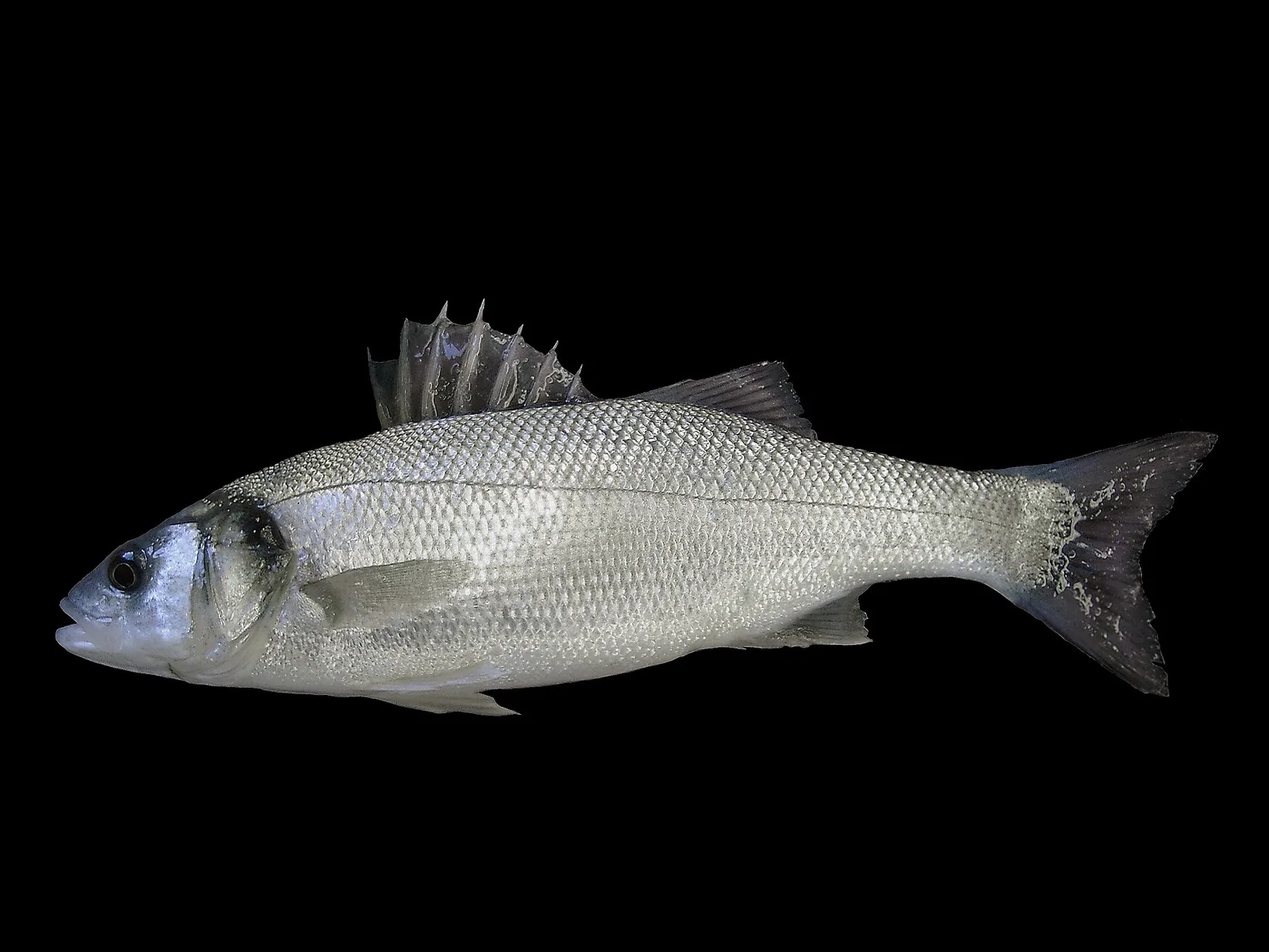 Sea bass, species reference photograph