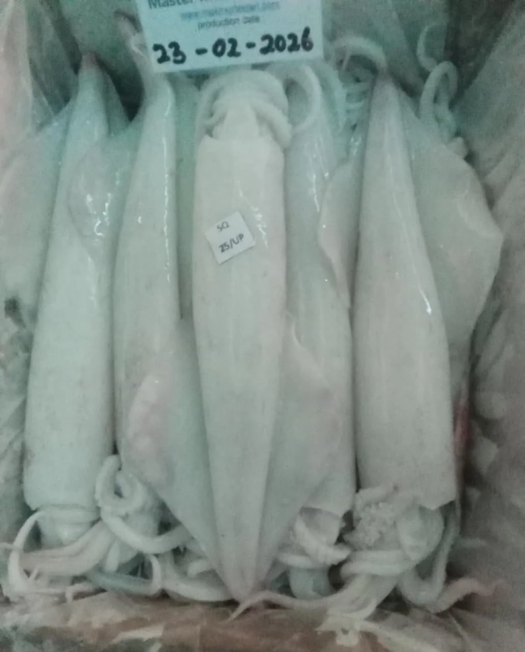 Squid, from the FrozenFish product archive