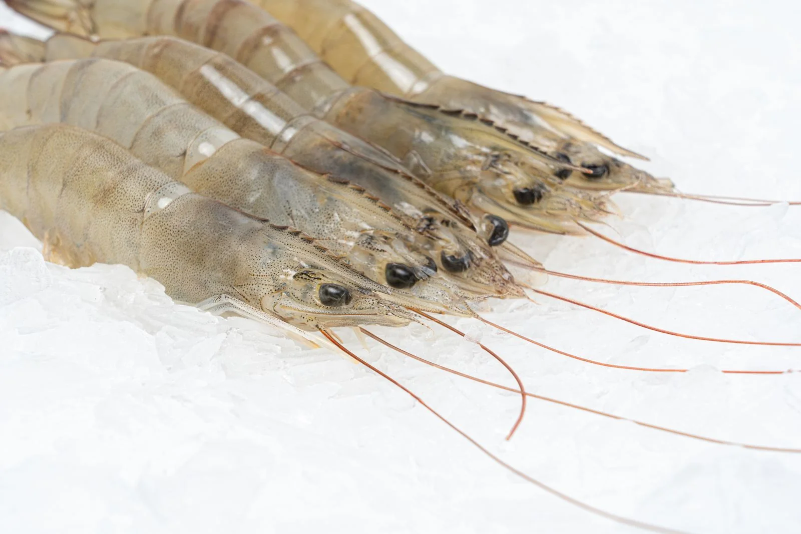 Vannamei shrimp, from the FrozenFish product archive