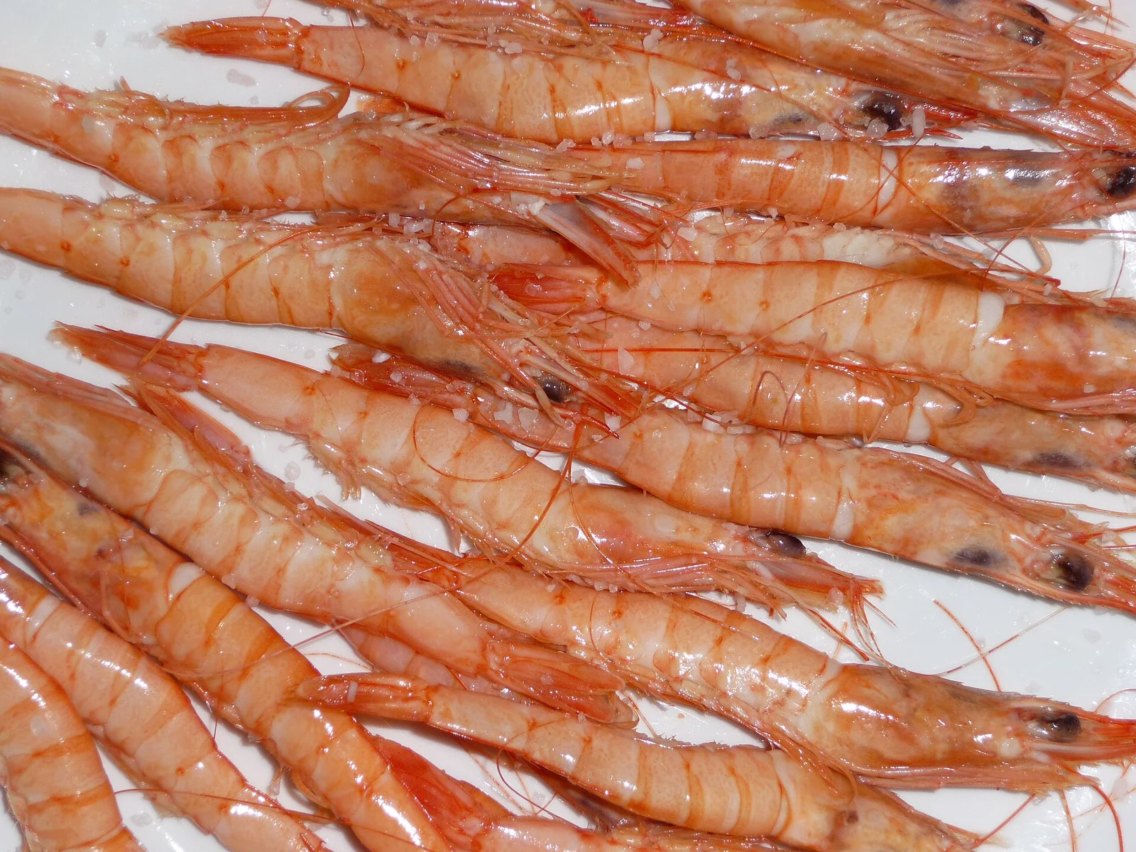 White prawns, species reference photograph
